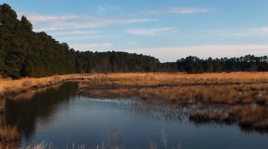 Partnership Conserves 438 Acres in Wicomico County