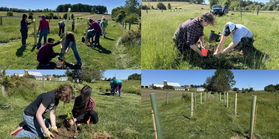 Volunteers Plant 27 Trees in New Windsor to Launch Conservation Project