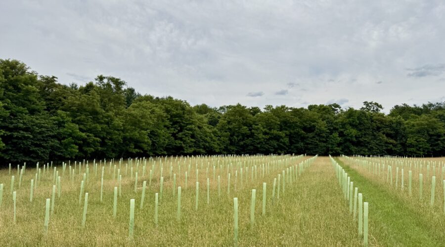 Antietam Watershed Afforestation Program (AWAP): A Successful First Planting Season