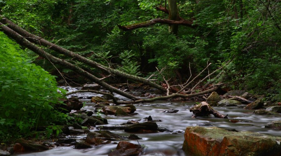 CLT Awarded Funding through DNR’s Chesapeake & Atlantic Coastal Bays Trust Fund