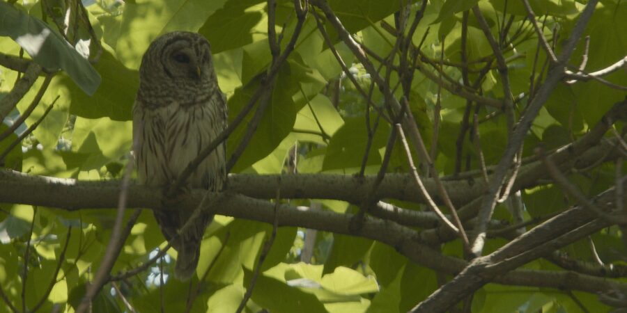 The Monocacy Grassland Birds Initiative