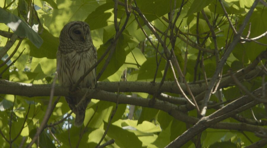 The Monocacy Grassland Birds Initiative